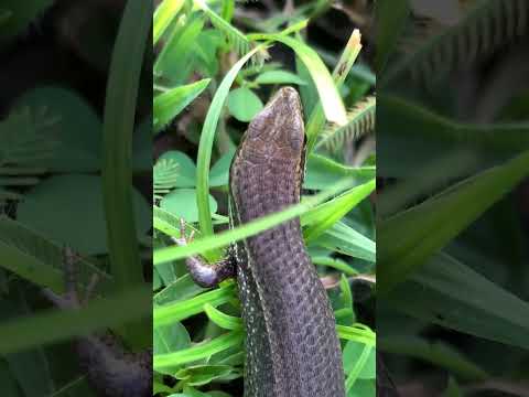 #Trachylepisstriata🦎🦎#green #jeejeim #jeeka