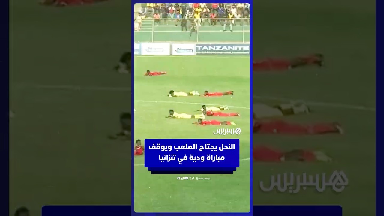 النحل يجتاح الملعب ويتسبب في إيقاف مباراة ودية في تنزانيا وسط هلع بين اللاعبين thumbnail