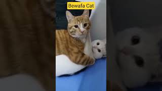 Bewafa Cat | Funny cat video
