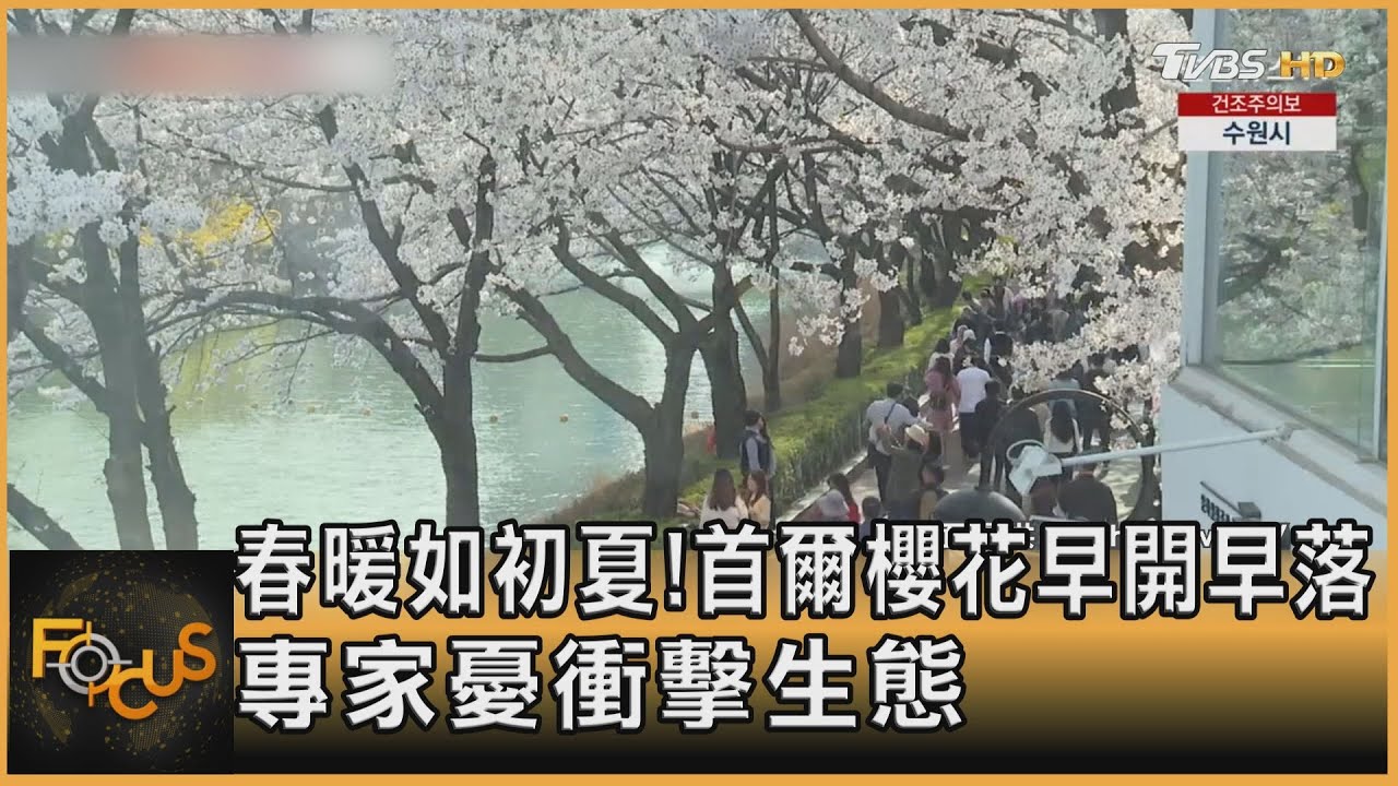 春暖如初夏!首爾櫻花早開早落 專家憂衝擊生態