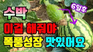 수박 달리기 시작하면 이것 꼭 줘야 수박 폭풍성장하고 맛있어져요. 잊지 말고 꼭 하세요