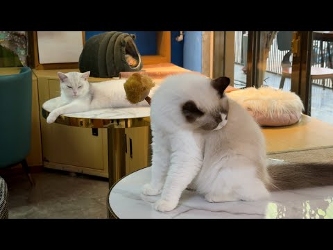 Relax Your Cat 🐱 - 1 Hours of Soothing Music for Cats 😸 | Infinite Calmness Cat Music 😴