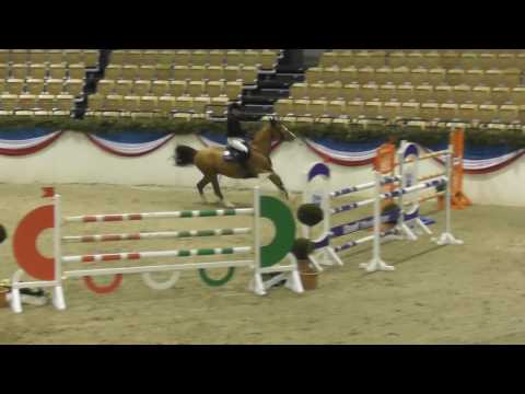 Covalsky, holsteiner gelding, 2009, Contendro II x Lavall II