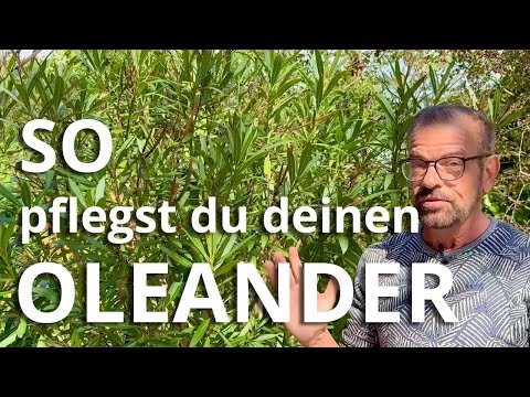 SO pflegst du deinen OLEANDER