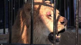 It's Man vs. Lion in a Wrestling Match in Egypt