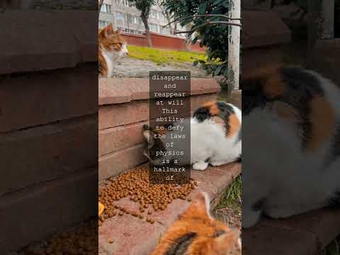 The Enigmatic Cheshire Cat A Feline Icon of Whimsy and WonderAs we delve into the...