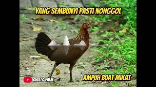 Download lagu JERNIH No 1 !!! suara pikat ayam hutan betina terbaik 2025 Hingga Sepanjang Masa mp3 Download lagu JERNIH No 1 !!! suara pikat ayam hutan betina terbaik 2025 Hingga Sepanjang Masa mp3