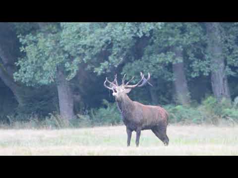 Rothirsch Polen / Brunft