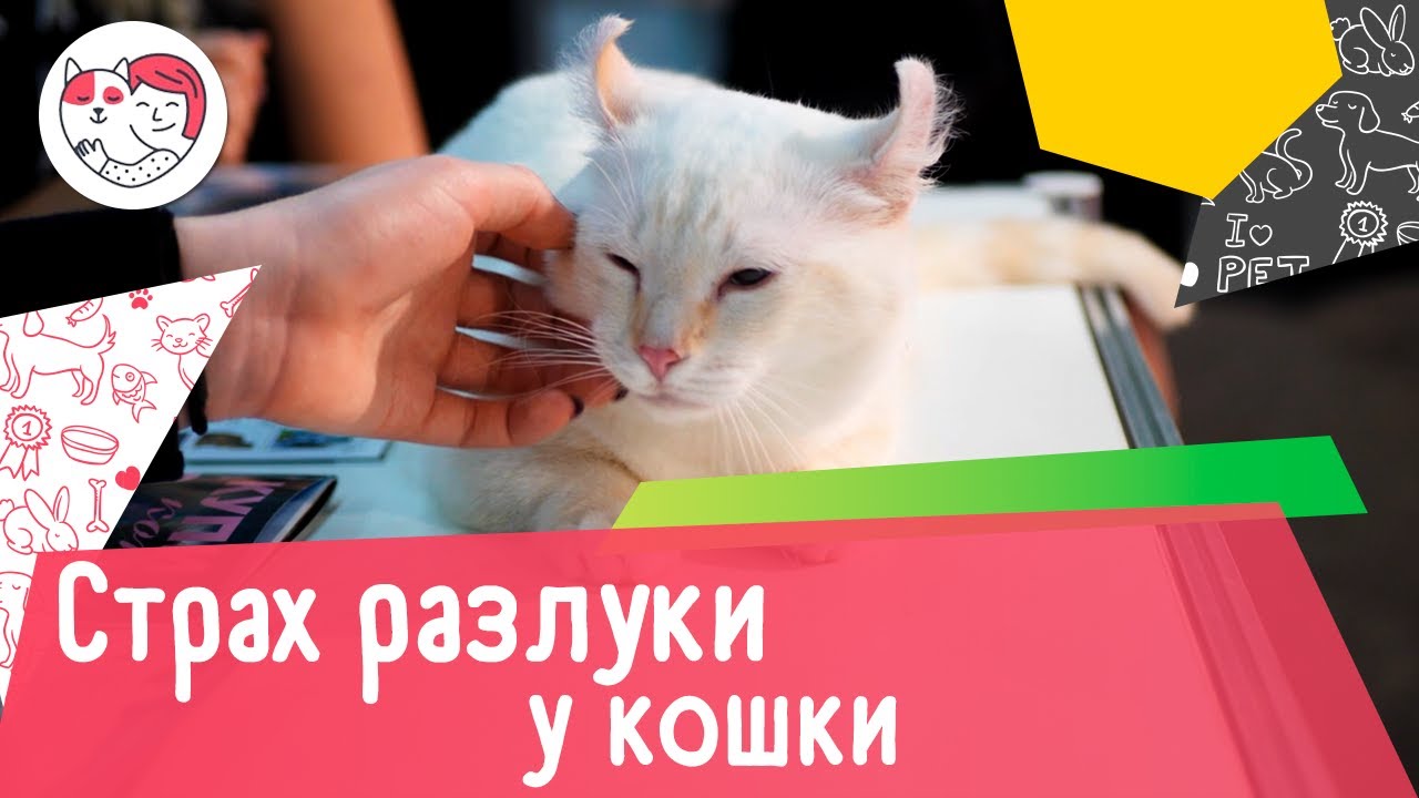 3 популярных вопроса о страхе разлуки у кошек