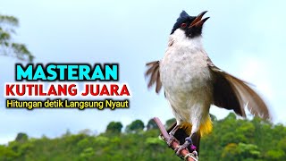 Download lagu Suara Burung Kutilang Gacor Terbaru 2025 Paling Bagus Untuk Masteran Pikat mp3