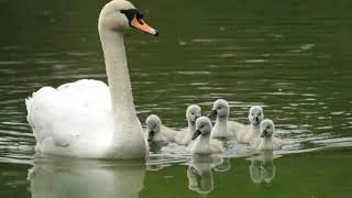 Download lagu BAWALAH CINTAKU - Christ Kayhatu (Dengan Lirik) mp3