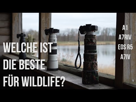 Welche Kamera ist die beste für die Wildlife-Fotografie? Im Test die Sony A1, A7RIV, A7IV und Eos R5