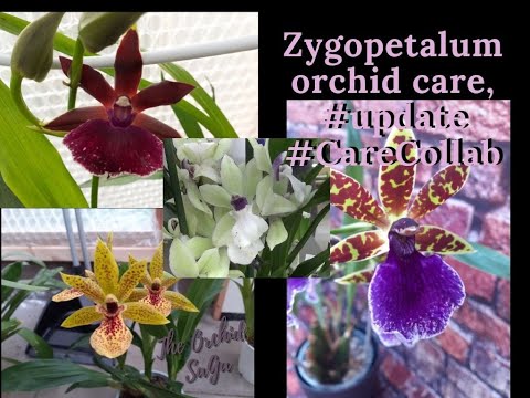 Zygopetalum orchid care! #CareCollab #Update