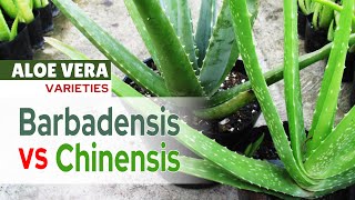 Two Aloe Vera Varieties in The Garden | Barbadensis and Chinensis