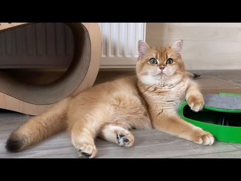 Kafshët e reja qesharake 2023 😍😁 Videot më qesharake të maceve 😹[pjesa 04]