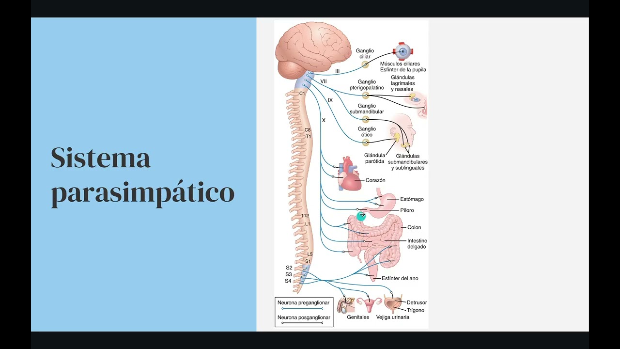 Fisiología del sistema autónomo: receptores y neurotransmisores (metabotrópicos - ionotrópicos)