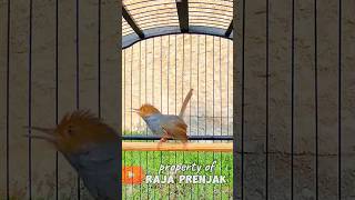 Download lagu prenjak tarung gacor #prenjak #prenjakgacor #pikatburung mp3 Download lagu prenjak tarung gacor #prenjak #prenjakgacor #pikatburung mp3