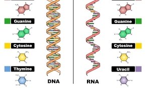 Acidi nucleici (DNA e RNA) | biologia#3