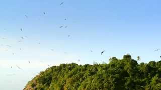 preview picture of video 'Bird Watching Zen over Castara Beach'