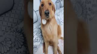 ☆Super Cute Animals☆Cute cats and funy dogs＆cat　videos compilation2021C㊽#Shorts