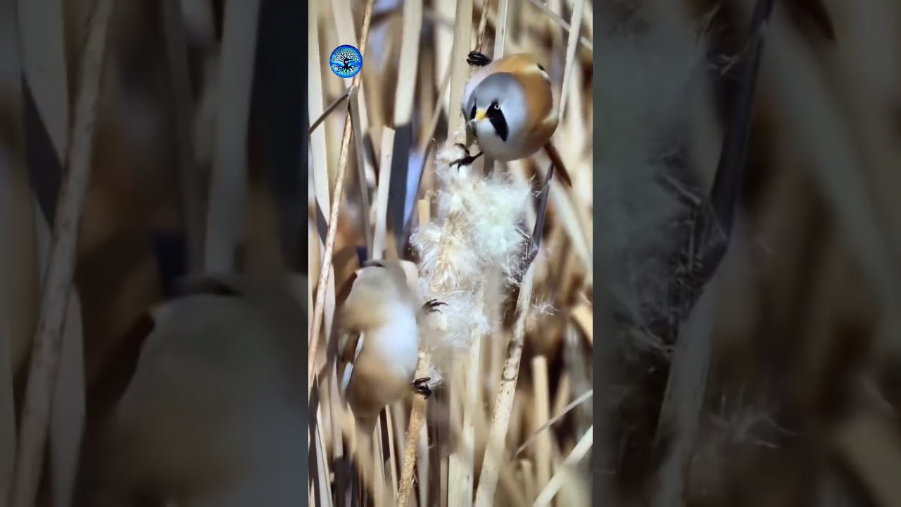 Bearded Reedling, warm orange-brown plumage, distinctive facial markings, charming little beard.