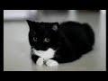 Tux Kitten Meow