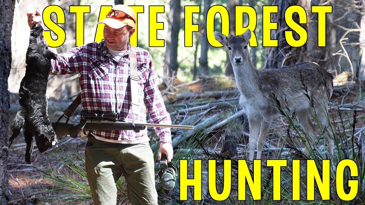 AHP Outdoors - NSW State Forest Goat, Deer, & Rabbit Hunting | Goat & Venison Catch & Cook On The Fire