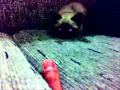 Gato Do Mal