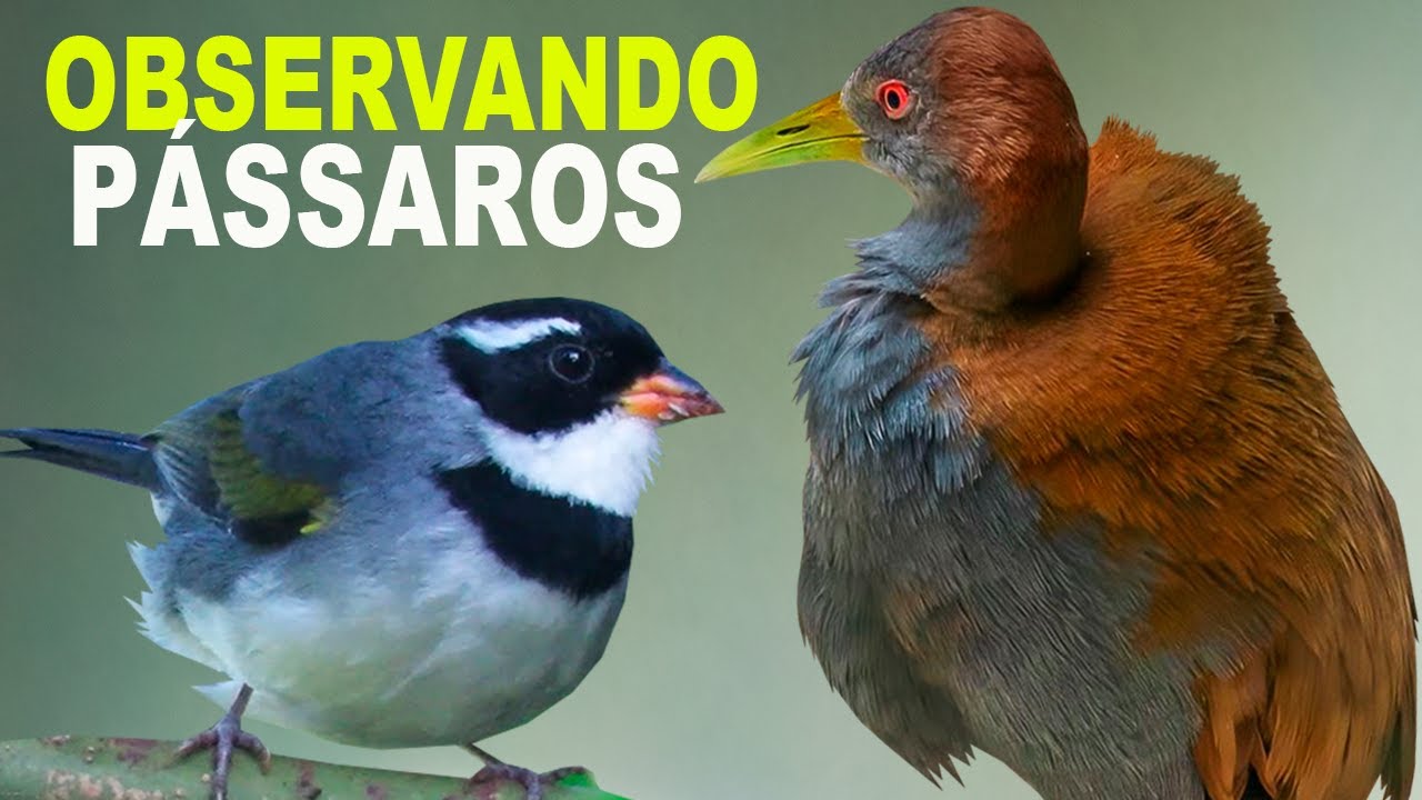 CANTOS DE AVES que TRAZEM SAUDADES DA ROÇA - OBSERVAÇÃO DE AVES - IMAGEM DE CÂMERA DE TRILHA