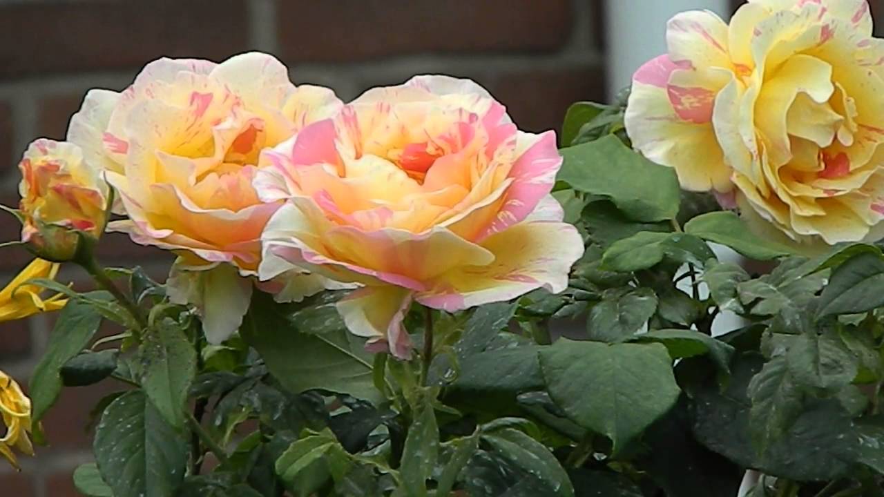 Rosa Fidji