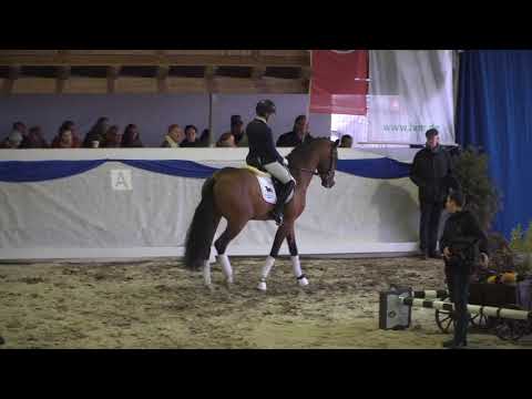 Franz Joseph Jr. - Prämienhengst 2018 von Franziskus x Rock Forever