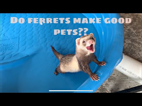DO FERRETS MAKE GOOD PETS? (watch this video before purchasing a ferret!)