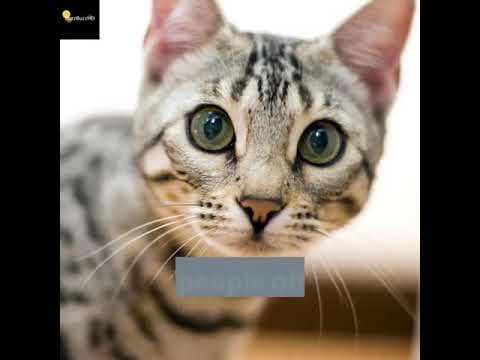 Bengal cats mini leopard hybrid housecats 2020