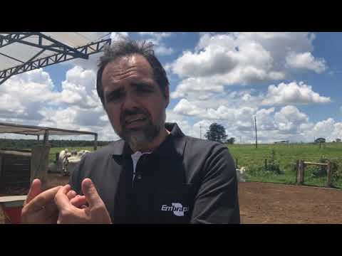 🌱 Meio Ambiente por Inteiro - Resíduos agropecuários