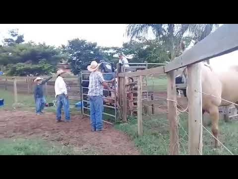 Felipe Souza Cruz vs corintiano da cia MSC 👊🏻🐮🐂🍀❤️