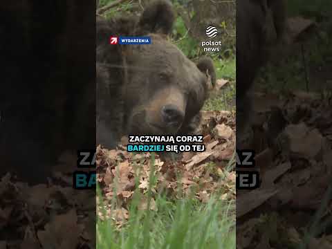 Niedźwiedź rzucił się na mężczyznę. 53-latek miał sporo szczęścia