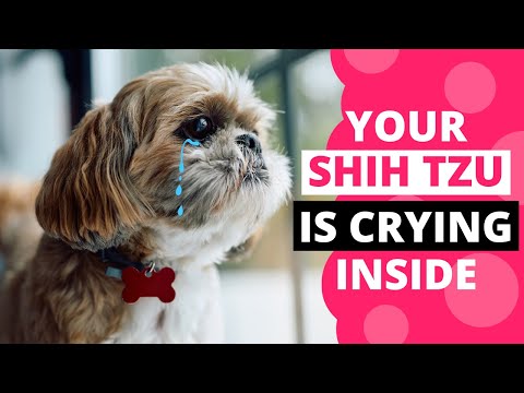 15 Everyday Things That Break Your Shih Tzu's Heart