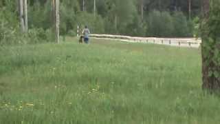 Dobelcos Anouk 8 years