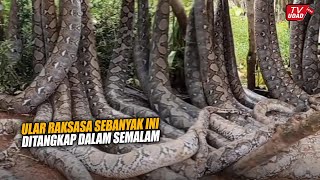 Download lagu Geram!! Puluhan Ular Piton Raksasa Ditangkap Warga Disebuah Kebun Kosong, Banyak Ternak Hilang... mp3