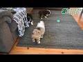 Miniature Australian Shepherd dogs for sale: Buttons - Video 1