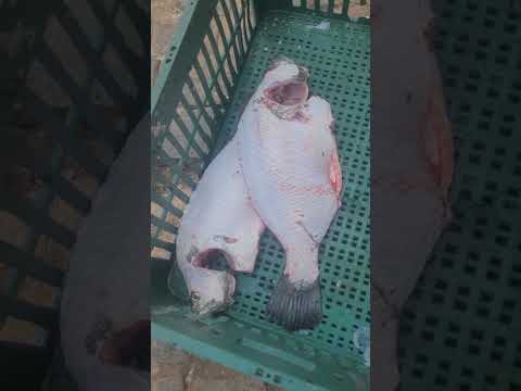 baia formosa #riograndedonorte #paisagemnatural #surf