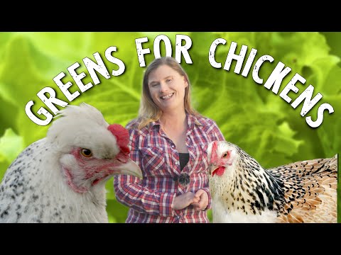 Do This for Chicken Health: Growing and Foraging Leafy Greens for Chickens