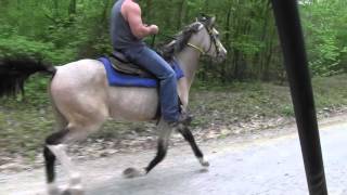 Blue Ribbon Bloomers - Jacob Parks Horsemanship