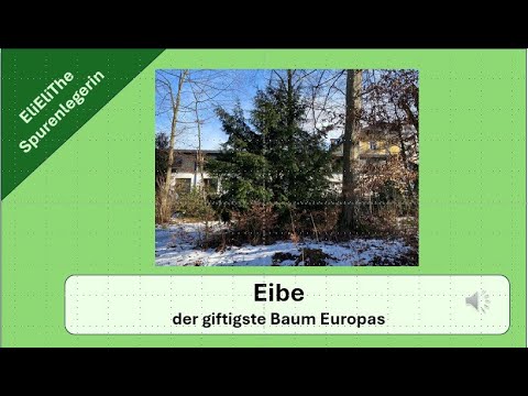 Die Eibe