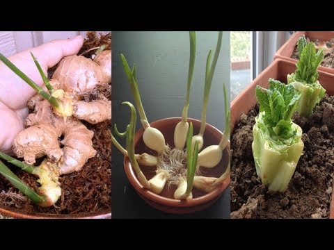8 Vegetables and Herbs You Can Regrow