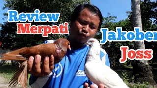 Download lagu Review merpati jakober yang masih proses#merpati#pangandaran mp3 Download lagu Review merpati jakober yang masih proses#merpati#pangandaran mp3