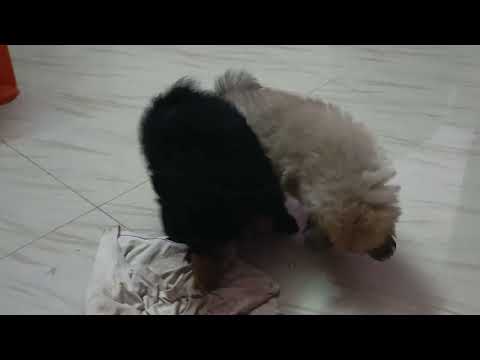 Ek Aalu ke liye Khatarnak Hathapai🤣🤣🤣🤣