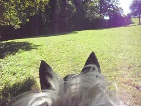 Blueyes de cyclamen /Grand galop 24.08.206