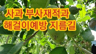 [사과재배]  사과 재적과  해걸이예방 지름길