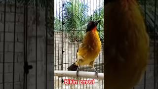 Download lagu kutilang emas gacor mp3